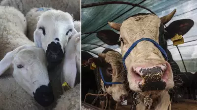 Sandıklı Hayvan Pazarında Kurbanlık Hareketliliği Başladı