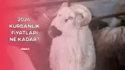 2026 Kurbanlık Fiyatları: Büyükbaş ve Küçükbaş Ücretleri İl İl Açıklandı