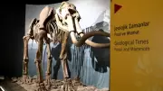 500 Bin Yıllık Mamut Fosilinin Sergilendiği Müzeye 100 Bin Ziyaretçi
