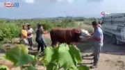 6 kişinin zapt edemediği boğa bir tekmeyle yere serdi