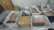 Adana ve Mersin'de 4 Milyon Uyuşturucu Hap Ele Geçirildi, 22 Tutuklama