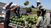 Adana'da sezonun ilk karpuz hasadı başladı, tarlada kilo fiyatı 25 TL