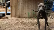 Almanya'da köpek sahiplerine ağır cezalar: 25 bin euroya kadar para cezası