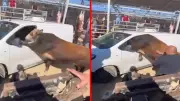 Ankara'da boğa kesimden kaçtı: Minibüsün camından içeri girdi