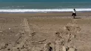 Antalya'da caretta carettalar yumurta bırakmaya başladı