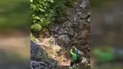 Antalya'da Karadeniz'e özgü doğu kayını mikro sığınağı keşfedildi