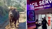 Ardahan'da Tosun Saldırısı: Çoban Hayatını Kaybetti