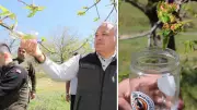 Aydın'da kestane gal arısına karşı 2 bin 700 parazitoit böcek salındı