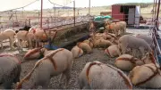 Ayvalık Belediyesi Canlı Hayvan Pazarı'nı Hizmete Açtı
