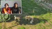 Başıboş köpek sürüsü markete giden iki kardeşi kovaladı: 13 yaşındaki çocuk yaralandı