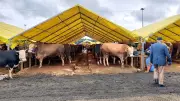 Bahçelievler'de Kurban Bayramı Hazırlıkları Tamamlandı, Tosun Paşa Pazarın Gözdesi