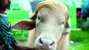 Bangladeş'te 700 Kilogramlık Albino Trump Balığı Şaşkınlık Yarattı