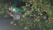 Bartın'da Şiddetli Fırtına: Ağaçlar Devrildi, 4 Araç Hasar Gördü