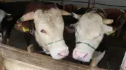 Bayramda 3,3 Milyon Kurbanlık Kesilmesi Bekleniyor