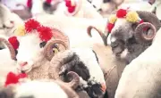 Bayramın Coşkusu ve Toplumsal Dayanışma