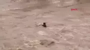 Bingöl'de akıntıya kapılan atın kurtuluş anı kamerada