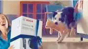 BOSCH'un Anneler Günü Reklamında Köpek Kullanımı Tepki Çekti