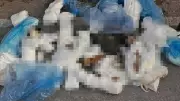 Buca'da 33 Kedi Ölümü: Veteriner Hakan E. Yeniden Gözaltına Alındı