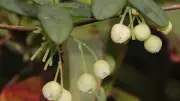 Bukalemun sarmaşığı Boquila trifoliolata: Doğanın en gizemli taklitçisi