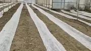 Burdur'da zirai don uyarısı: Seracılar tülle koruma altına aldı