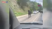 Bursa'da başıboş atlar trafiği tehlikeye soktu