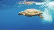 Caretta Carettaların Şifa Durağı: İztuzu Plajı ve DEKAMER
