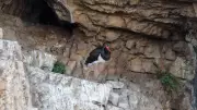 Cehennem Deresi Kanyonu'nda nadir kara leylek dronla görüntülendi