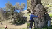 Darende'de 250 yıllık dev karaağaç keşfedildi