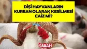 Diyanet Açıkladı: Dişi Hayvanların Kurban Olarak Kesilmesi Caiz mi?