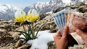 Dünyada Sadece Türkiye'de Yetişen Çiçek: Koparmanın Cezası 700 Bin TL