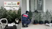 Düzce'de evin bodrumunda uyuşturucu yetiştirme düzeneği