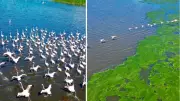 Eber Gölü'nde allı turna drone ile görüntülendi