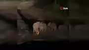 Elazığ'da Yavru Domuzlar Karayolunda Görüntülendi