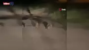 Elazığ'da yavru domuzlar karayolunda sürücüyü şaşırttı