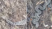 Elazığ'da Zehirli Engerek Yılanı Paniğe Neden Oldu