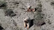 Erzincan'da dronla bozayıları sürüden uzaklaştırdı