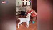 Ferhat Göçer'in evde 30 kedi ve keçi sözleri gündem oldu!