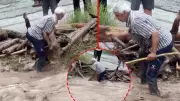 Hatay'da odun uğruna canını hiçe saydı! Korku dolu anlar kamerada