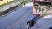 Hatay'da sokak köpeği dehşeti: 7 yaşındaki çocuk canını zor kurtardı