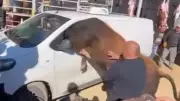 Kaçan kurbanlık boğa minibüse girdi, korna çaldı
