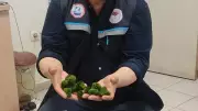 Kapıkule'de yeşil alg kaçakçılarına ağır ceza: 2 bin adet ele geçirildi