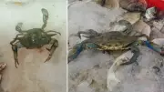 Karadeniz'de Mavi Yengeç Şaşkınlığı: Tezgahta 100 TL