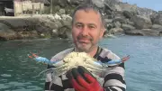 Karadeniz'de Nadir Görülen Mavi Yengeç Sinop'ta Balıkçıların Ağına Takıldı