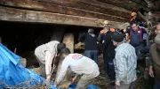 Kastamonu'da çöken ağılın altında kalan kadın hayatını kaybetti, 50'den fazla hayvan telef oldu