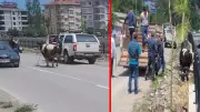 Kastamonu'da kurbanlık dana firar etti: İlçeyi birbirine kattı
