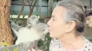 Koala Sevgisi: Avustralya'nın Sevimli Keselileri Hakkında Bilinmeyenler