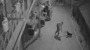 Kocaeli'de köpeği demir çubukla öldüren zanlı tutuklandı