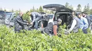 Konya'da 31 bin 420 fidan ve 265 ton tohum desteği sağlandı