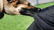 Konya'da köpek saldırısı: Sahibine 108 bin lira ceza