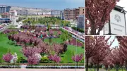 Konya'da Sakura Ağaçları Açtı, Görsel Şölen Başladı